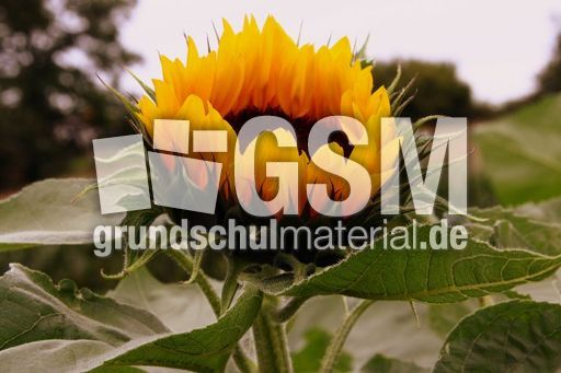 Sonnenblume_0044.jpg